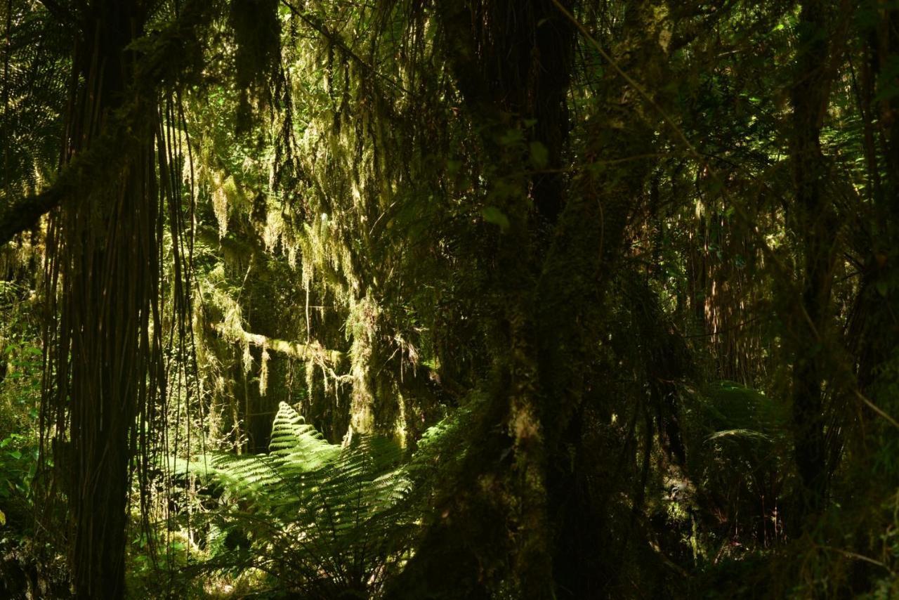 Wilderness Backpackers Hostel Haast Buitenkant foto
